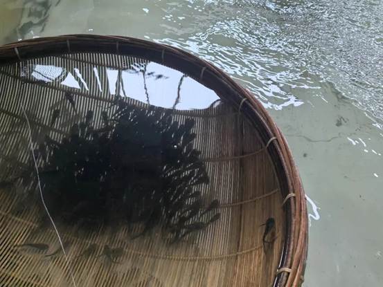 眉山“水中珍”俏销  每日近一亿鱼苗从东坡“游”出川