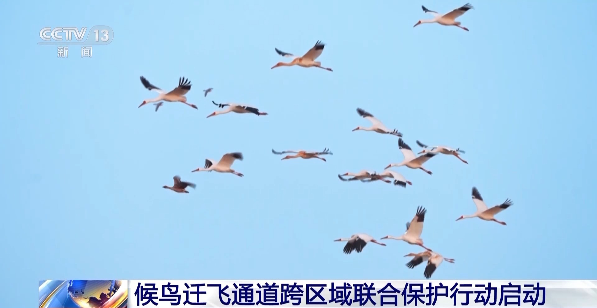 ✅体育直播🏆世界杯直播🏀NBA直播⚽共护候鸟迁飞通道 五省（区）启动跨区域联合保护行动