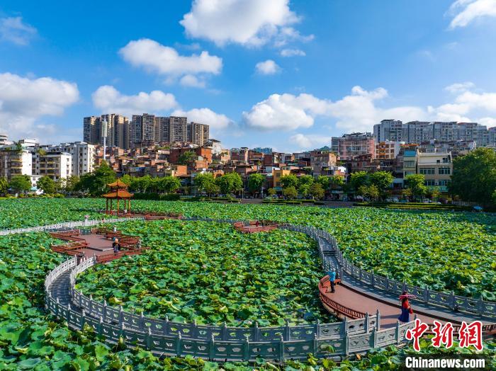 广西梧州：盛夏荷香引客来插图14