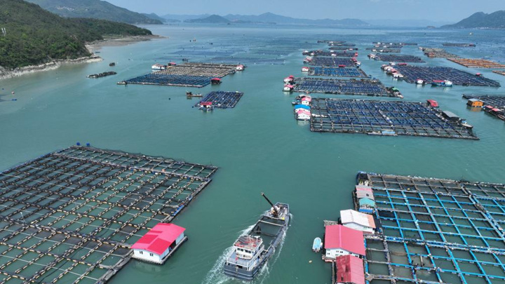 “海上粮仓” ——福建宁德大黄鱼鱼苗陆续投放