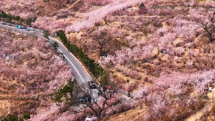 粉白花海染山间，一路春色引客来