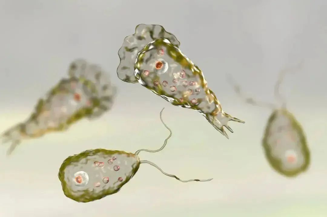 夏季玩水小心遇上“食脑虫”，病死率高达97%！专家提醒插图1