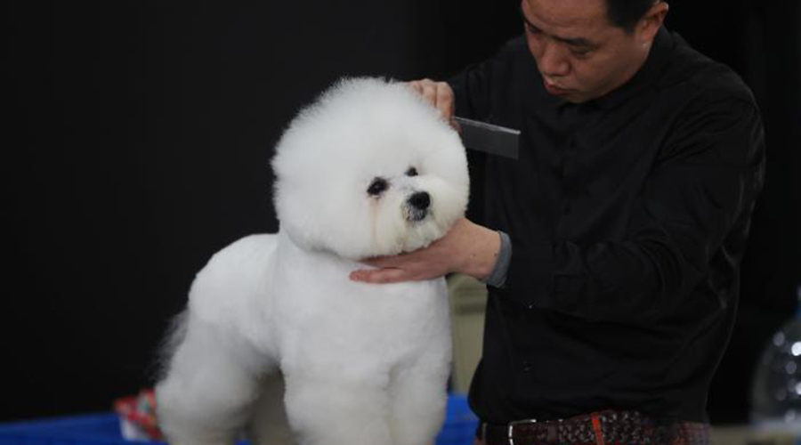 世界宠物博览会登陆南京开启萌宠嘉年华