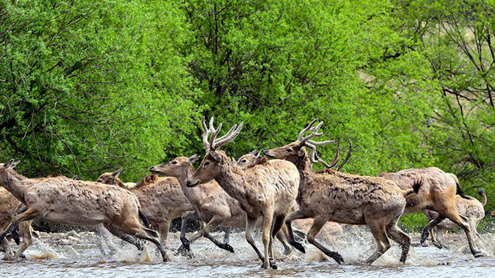 内蒙古：野马归山 麋鹿入林