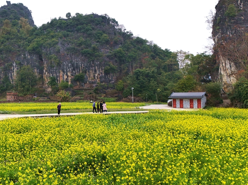 广西来宾：花开迎新春 美景醉游人