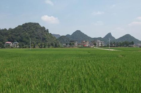 植保无人机“领航” 统防统治“虫口夺粮”