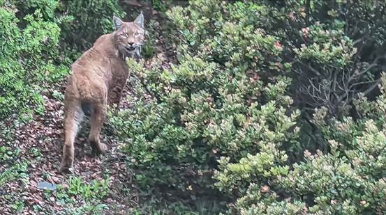 珍稀“山猫”现身 四川乡城首次拍到国家二级保护野生动物猞猁