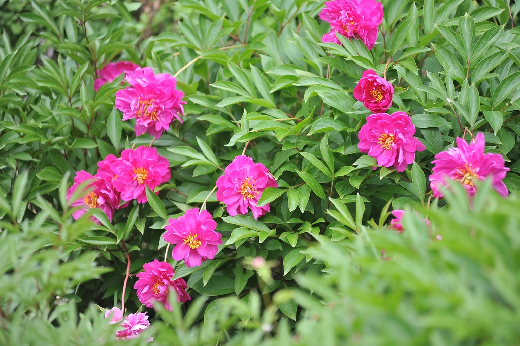 哈尔滨：芍药盛开引客来