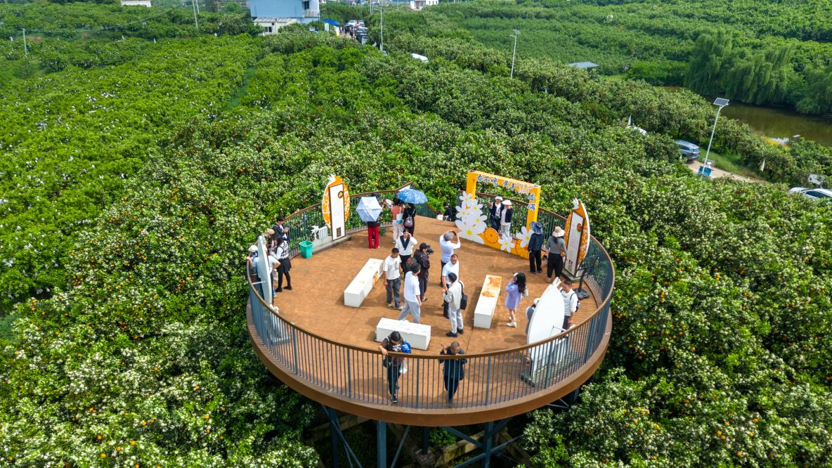 春橘压枝头 花果两相映：眉山彭山“花果同树”奇景引万人打卡