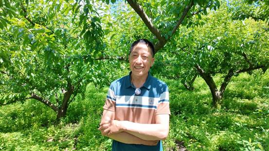 昔日荒坡廿载育“金果” 如今茂县脆红李跨越山海香飘海外