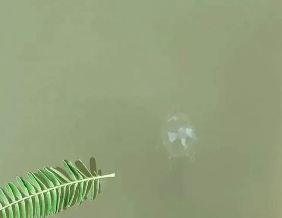 5.5亿年活化石现身四川达州 珍稀桃花水母见证区域水环境持续向好