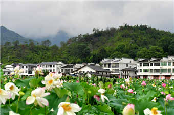 江西广昌：千亩莲池绘就夏日画卷