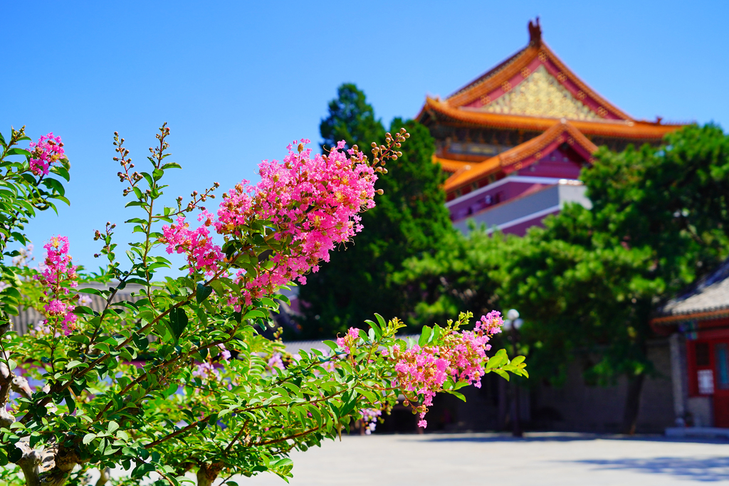 北京中山公园紫薇花盛开
