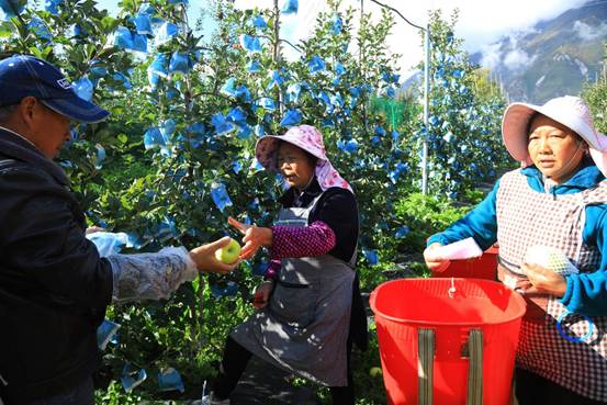 四川茂县苹果又获丰收  云耕合作社七成产量已有订单 游客采摘正当时