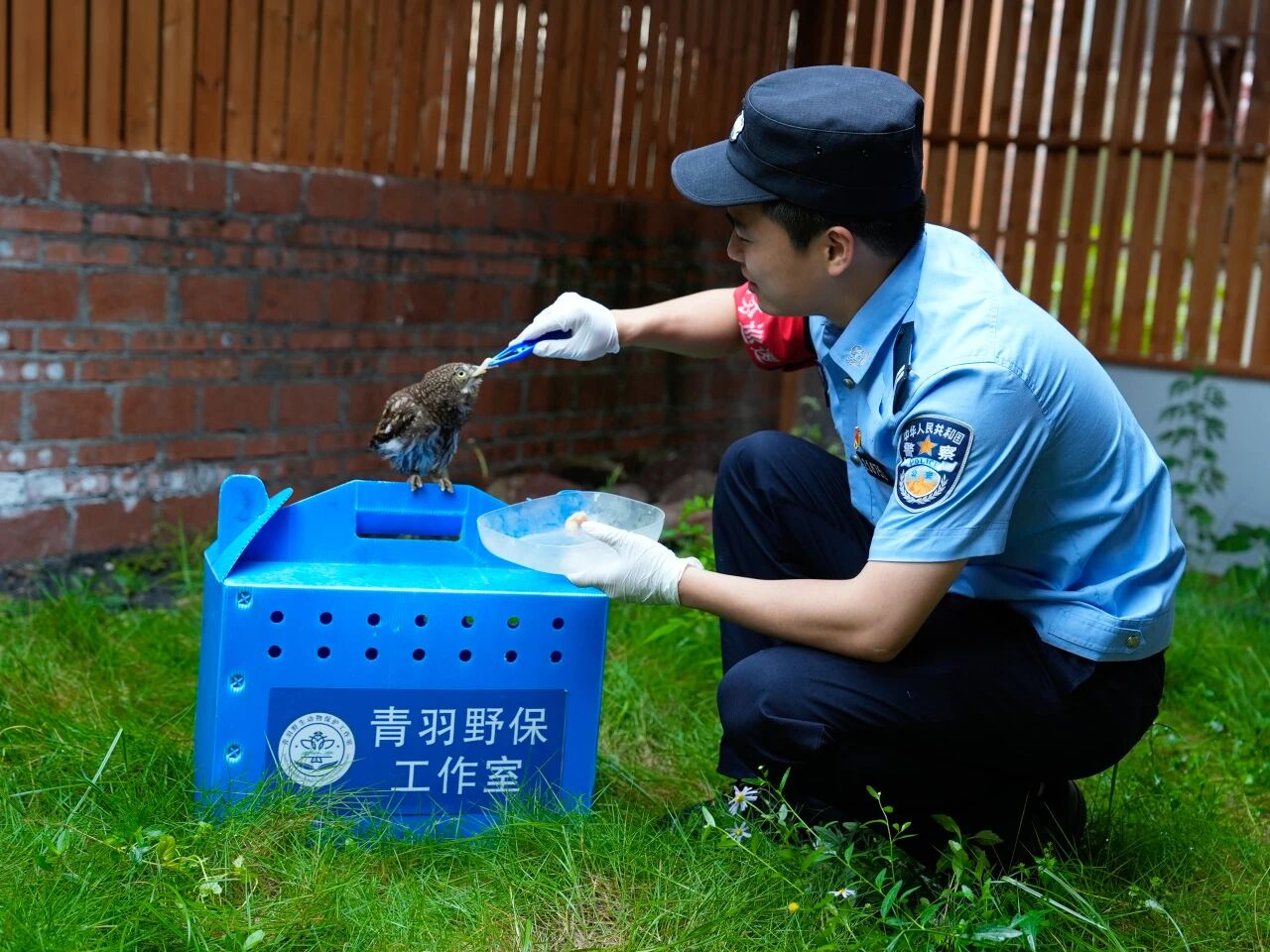 31只猫头鹰归林 重庆开州公安“青羽”工作室扇动万物共生的回响