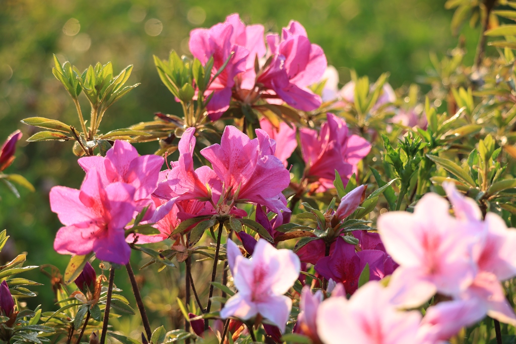 昆明滇池草海湿地杜鹃花绽放