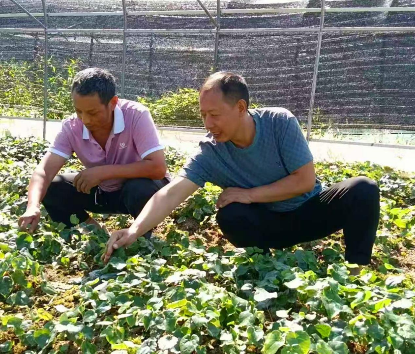 四川青川：扎根山野育良药  林下兴业富乡邻