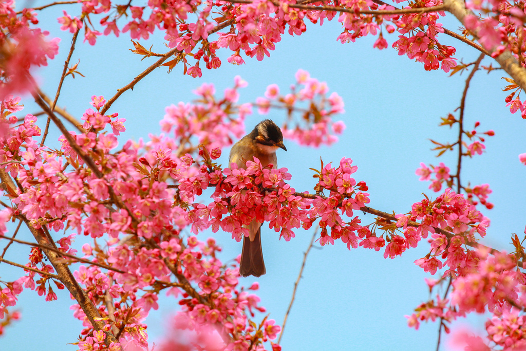 重庆：冬樱绽放鸟儿枝头嬉闹