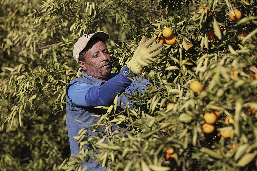 英媒：一杯橙汁为何变得这么贵？