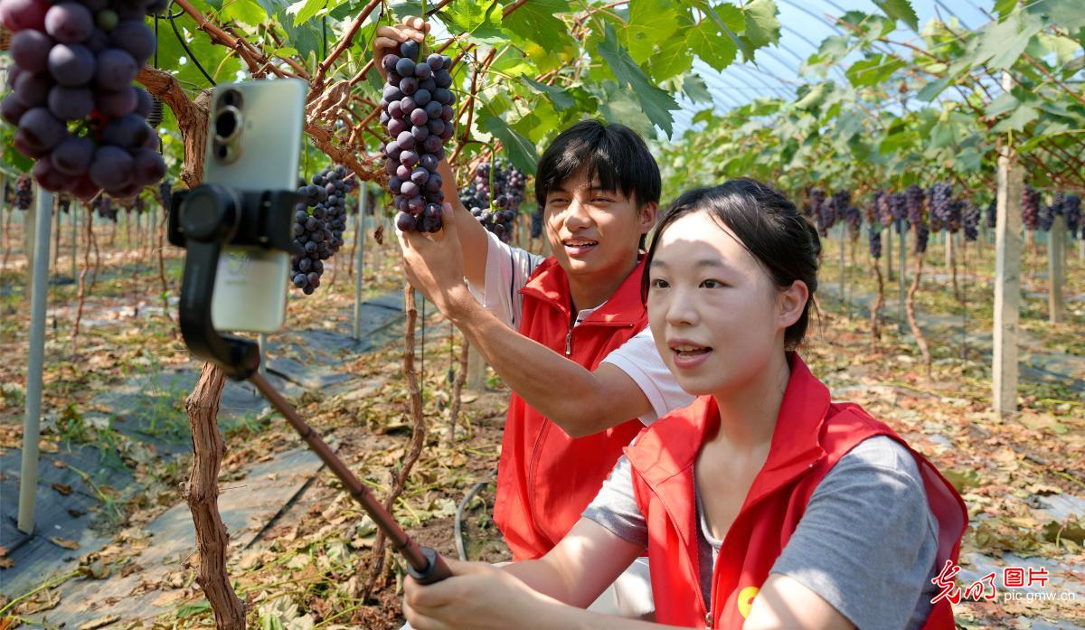 直播助农、健康义诊、扮靓街巷……青年学子暑期返乡服务桑梓插图2