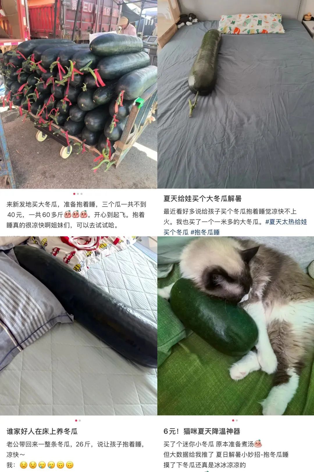 一夜之间，“抱着冬瓜睡觉”突然走红！男子在深圳买28斤冬瓜带回香港插图
