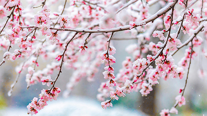 山西运城：春雪浴春花