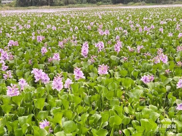 啥？！昆明市民纷纷拍照打卡的这片花海，竟是恶性入侵物种插图