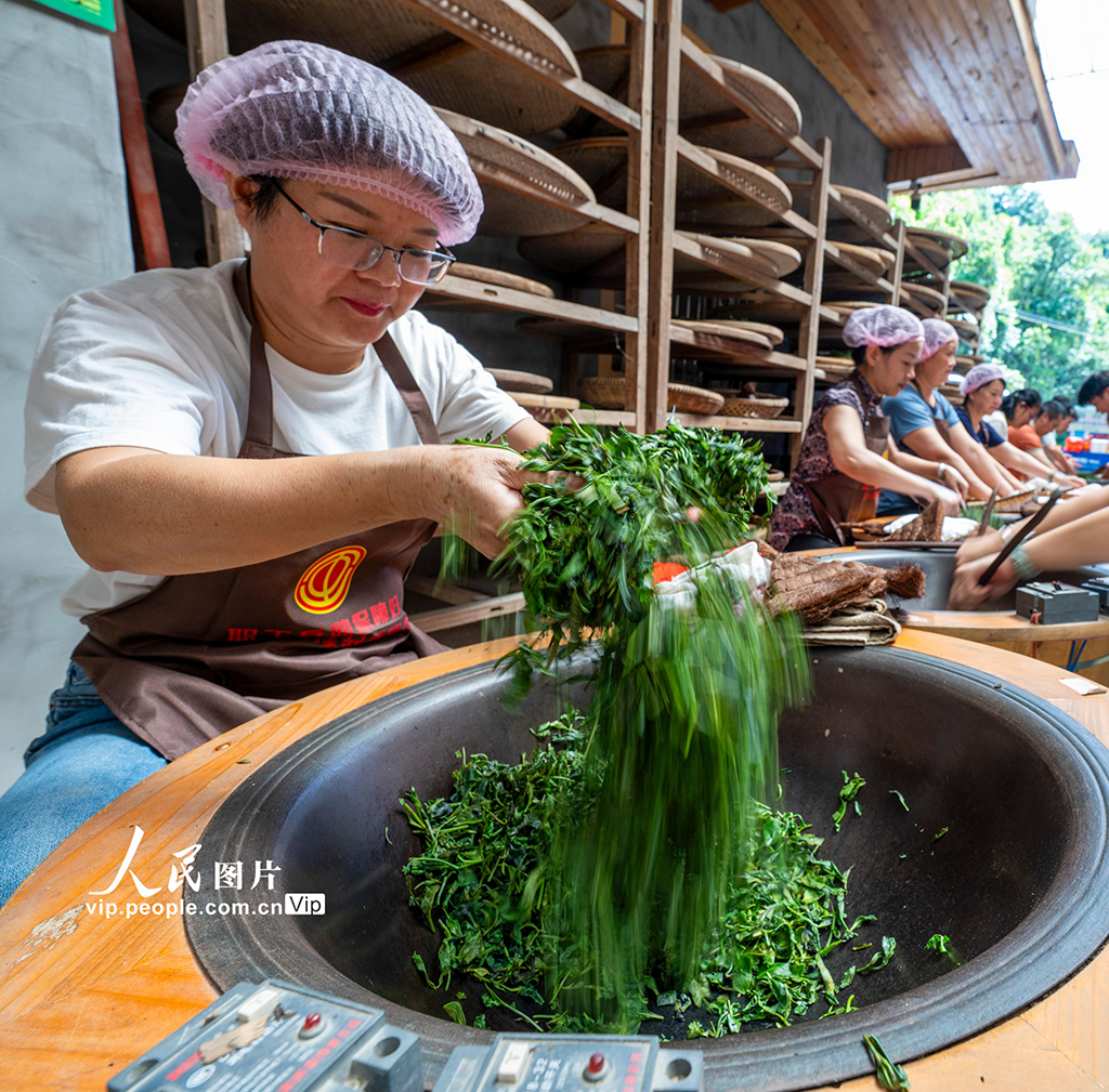 广西苍梧：制茶技能培训促就业插图4