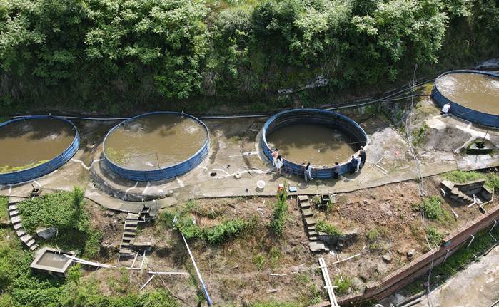 鱼儿游出致富路：达州通川特色水产“养”出富民兴村大产业