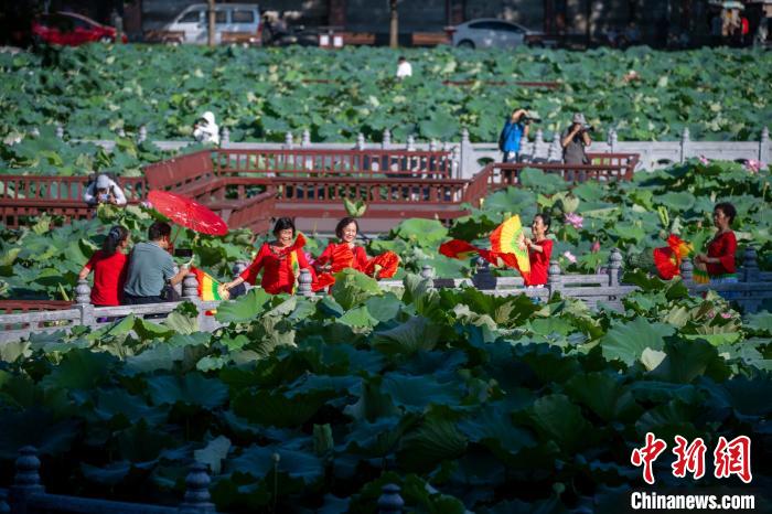 广西梧州：盛夏荷香引客来插图10