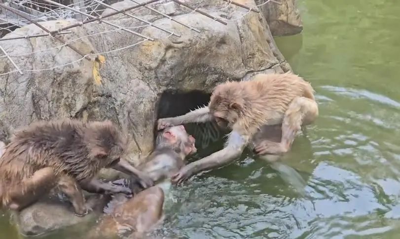 南京动物园一网红猴遭霸凌！几年了还没服软？园方无奈回应插图