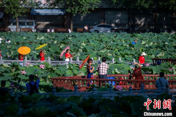 广西梧州：盛夏荷香引客来插图8