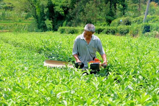 产能跃升六倍  巴中通江夏秋茶产业打通全年增收链