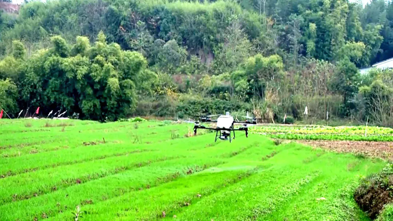 “科技+人工”协同管护 四川渠县筑牢小麦安全越冬防线