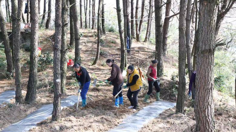 四川省达州市通川区：林下经济“冒新芽” 乡村振兴“节节高”