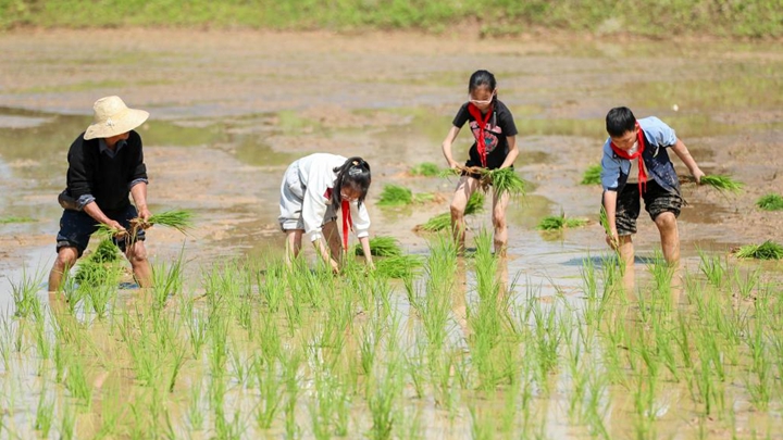 稻田里的劳动课