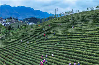 贵州晴隆：采摘春茶