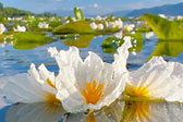 大理洱海海菜花漫湖绽放