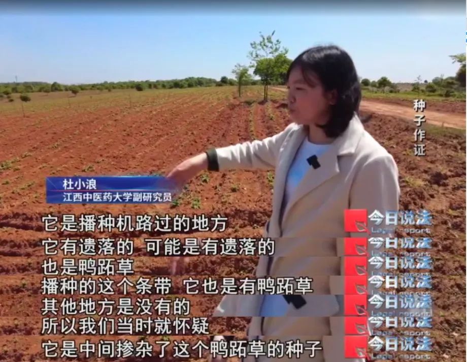 播下白术种子，却长出满地杂草？药田怪象频发，经济损失近1800万元……插图1