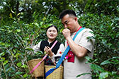 云南勐海：全链提质做优茶产业