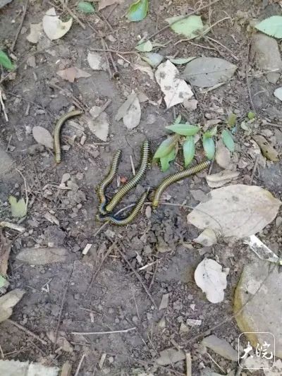 合肥大蜀山出现大量“怪虫”？专家：无害，不用怕插图