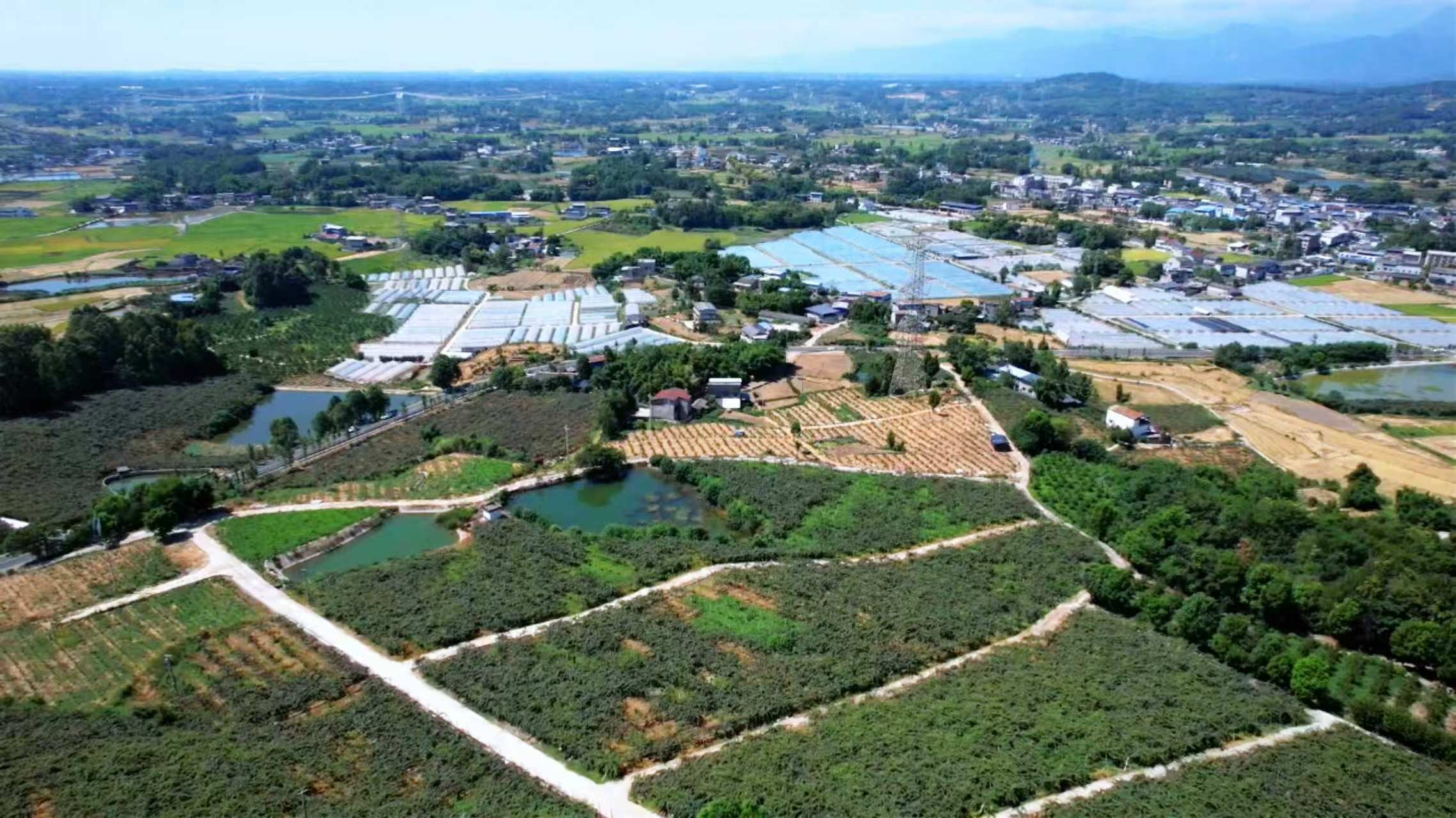 绵阳安州区黄土镇：“一棵树的约定”串起产业兴村与治理惠民