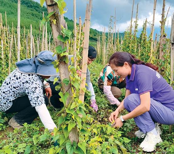 返乡创业扎根深山“土生金” 雅安宝兴高山山药串起抱团共富路