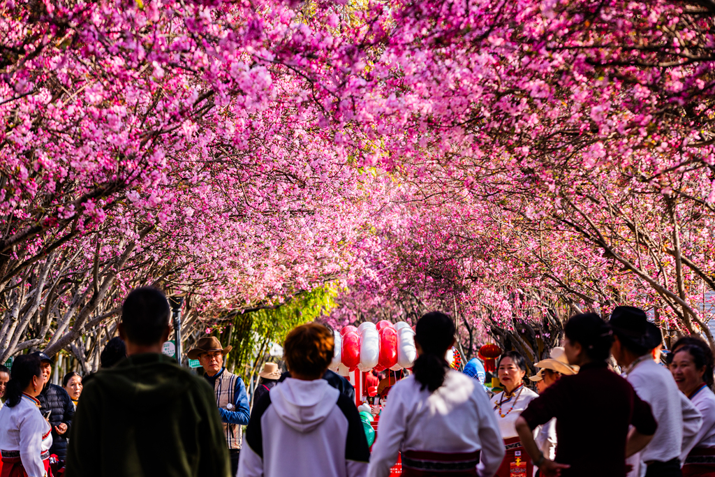 昆明西华园海棠盛放 市民踏青赏花