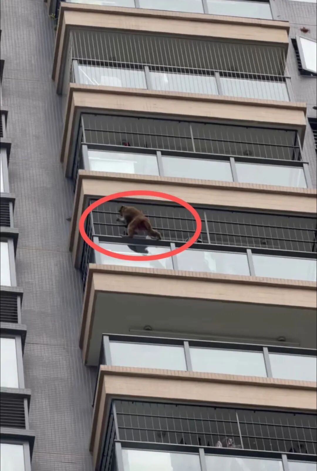 广西一“猴哥”在小区连住五天,在高楼间飞檐走壁,3个装满香蕉的诱捕笼均未诱其上当,至今仍在逃-图片2