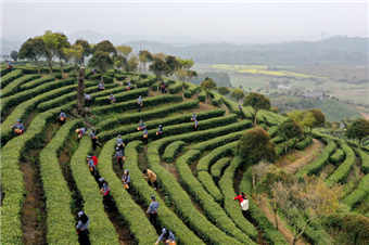 江西靖安：白茶吐绿 人勤春早采撷忙