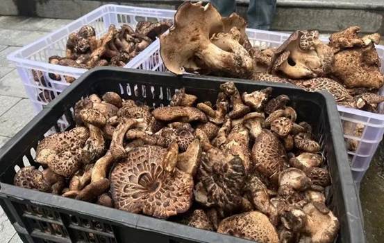 同比增长100%！四川白玉县上半年外贸出口增速位居甘孜州第二位