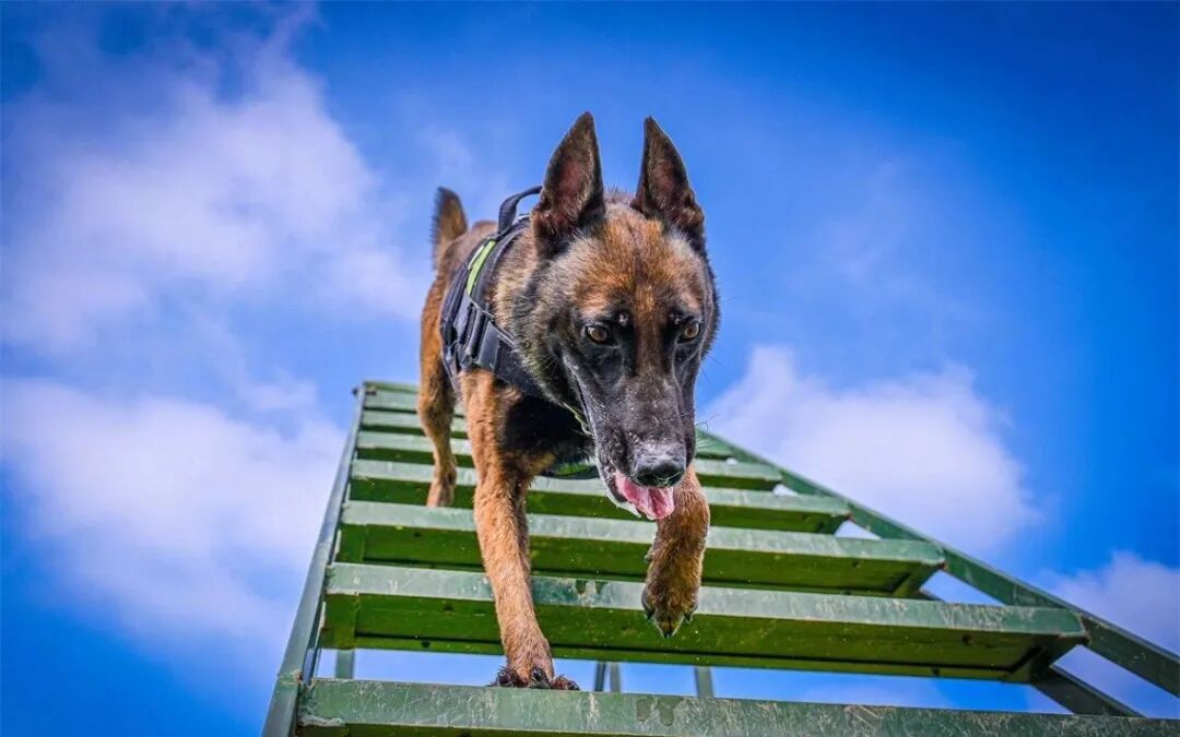 如何养军犬，养军犬犯法吗