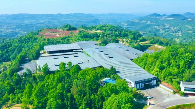 巴山“双链”记：一头牛与一片叶子的出山路