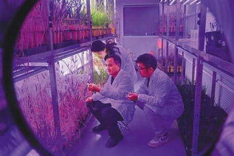 一粒种子的“芯”力量